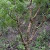 Bursera lancifolia