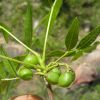 Bursera lancifolia leaves with fruit