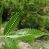 Bursera lancifolia leaf