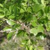 Bursera laxiflora leaves