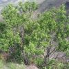 Bursera laxiflora