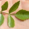 Bursera laxiflora leaf