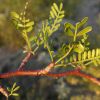 Bursera microphylla leaves
