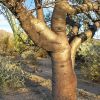 Bursera microphylla trunk