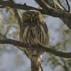 Cactus ferruginous pygmy-owl