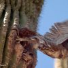 Cactus ferruginous pygmy-owl taking flight from nest