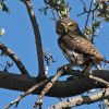 Cactus ferruginous pygmy-owl, Glaucidium brasilianum cactorum