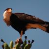 northern crested caracara