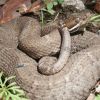Crotalus willardi silus