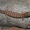 Elgaria kingii, Sierra Bacadéhuachi