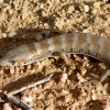 Elgaria kingii, Stockton Pass