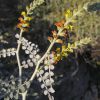 Errazurizia megacarpa leaves and flowers