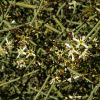 Koeberlinia spinosa flowers and fruit