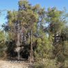 Very large Koeberlinia spinosa, Los Molinos, Sonora
