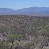 Chihuahuan desert scrub