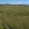 Grassland