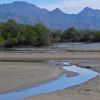 Mangrove Forest