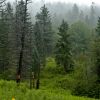 Mixed Conifer