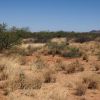 Semi-desert grassland