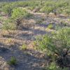 Semi-desert Grasslands