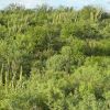 Sinaloan thorn-scrub