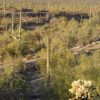 Sonoran Desert - Arizona Uplands Subdivision