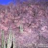 Tropical Deciduous Forest, dry season - ©AZ/Sonora Desert Museum, Mark Dimmitt