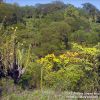 Tropical Deciduous Forest (TDF) - ©AZ/Sonora Desert Museum, Mark Dimmitt 1991