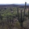 xero-riparian vegetation community