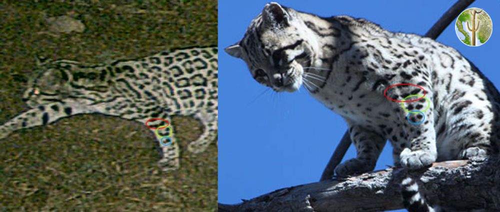Ocelot photo comparison from the Huachuca Mountains, AZ