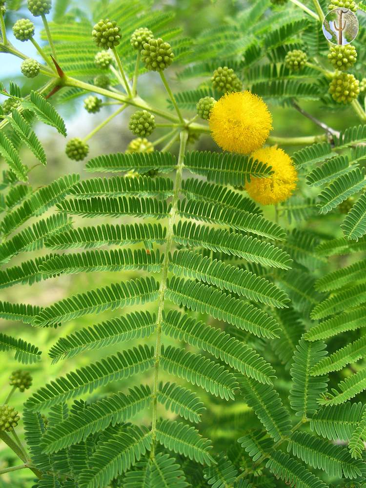Acacia cochliacantha leaves and flower