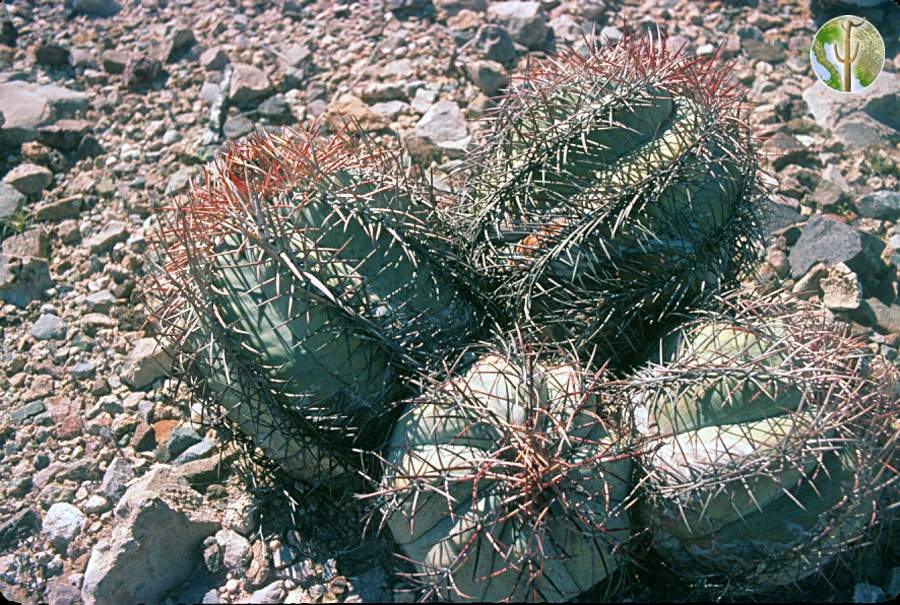 Echinocactus horizonthalonius var. nicholii