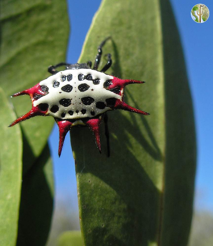 Mangrove spider with red spikes