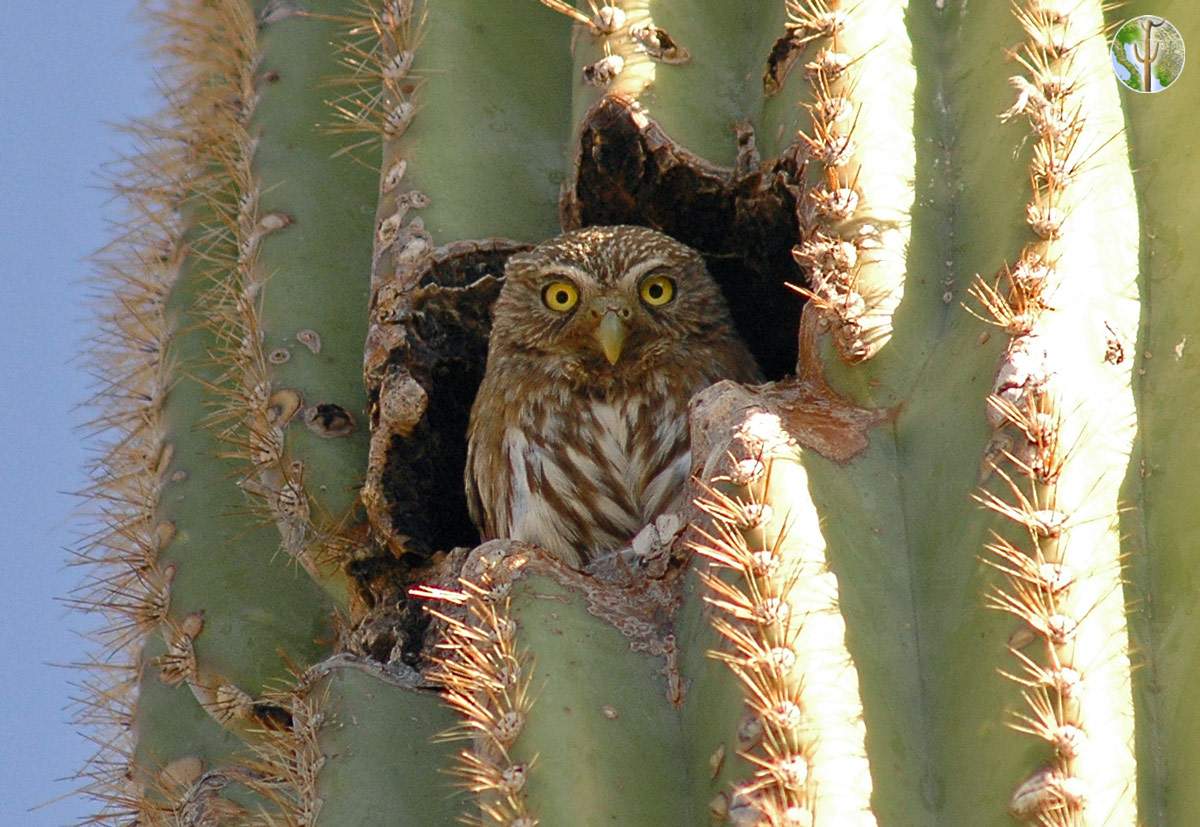 Cactus ferruginous pygmy-owl in saguaro