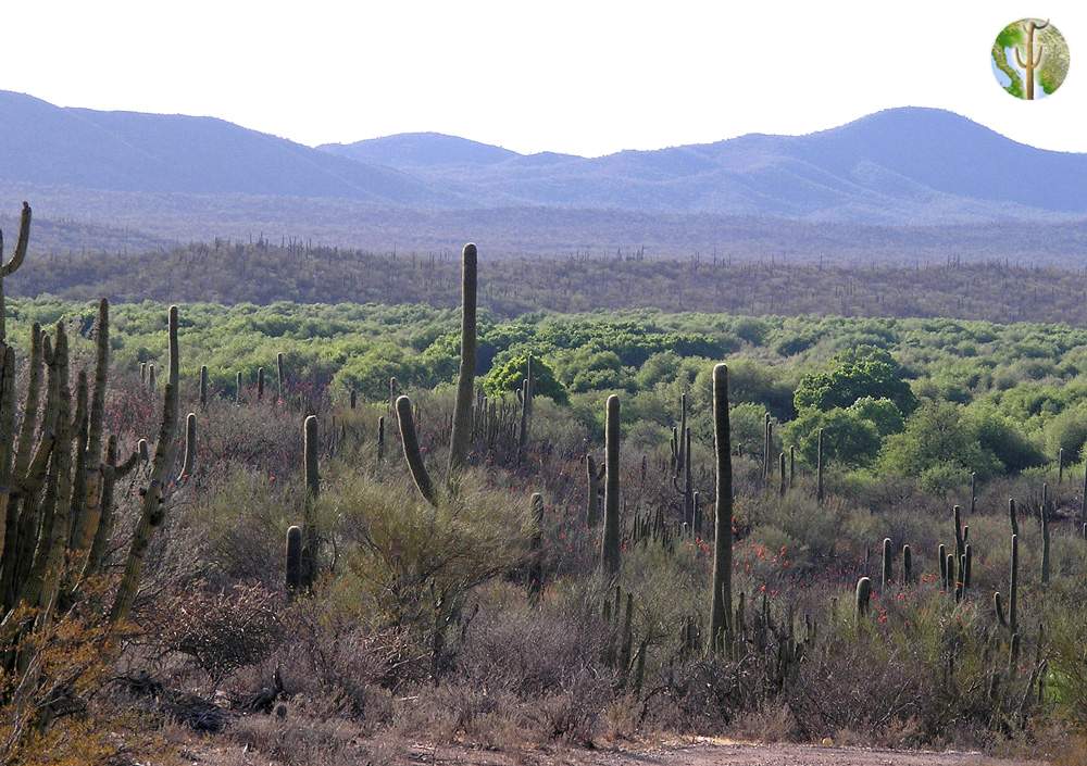 Rio Altar riparian vegetation surrounded by desert, Tubutama, Sonora