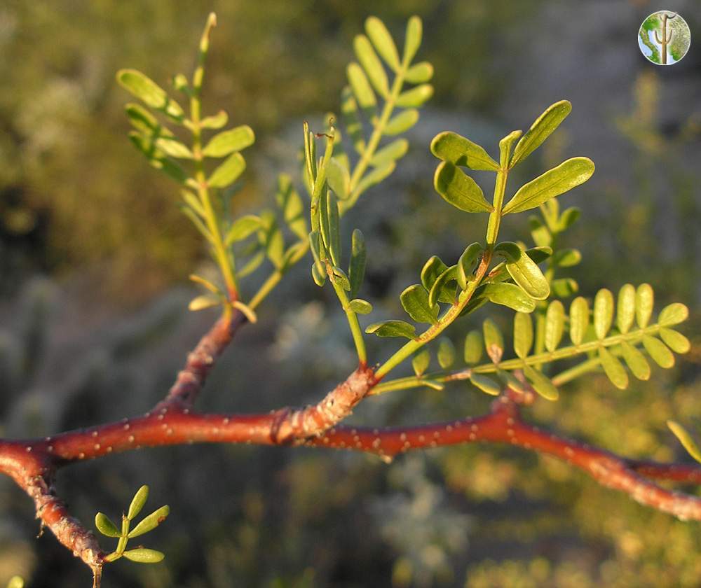 Bursera microphylla leaves