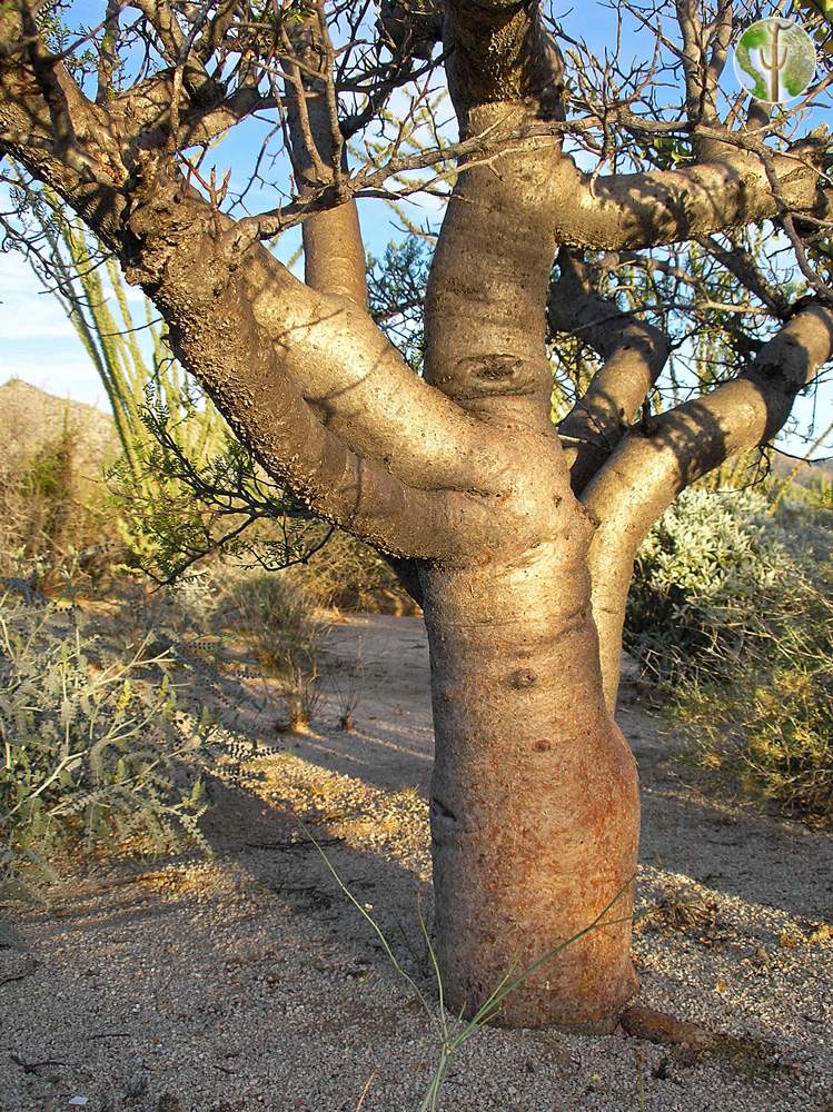 Bursera microphylla trunk