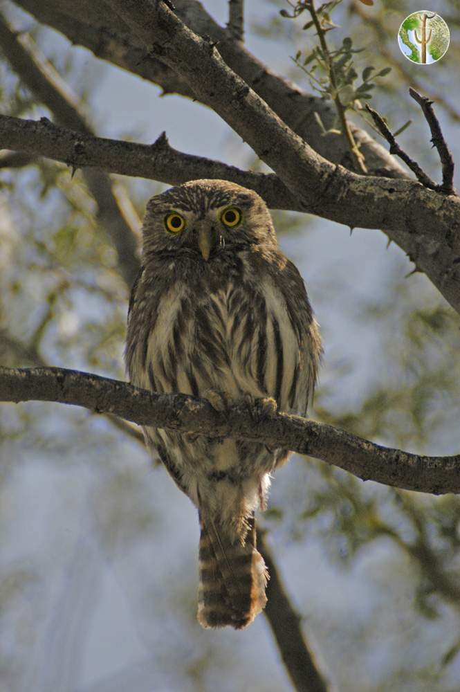 Cactus ferruginous pygmy-owl