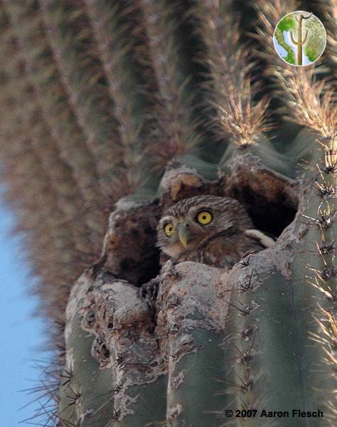 Cactus ferruginous pygmy-owl in nest Cactus ferruginous pygmy-owl in nest