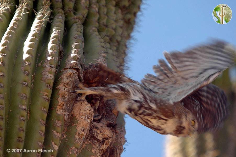 Cactus ferruginous pygmy-owl taking flight from nest Cactus ferruginous pygmy-owl taking flight from nest