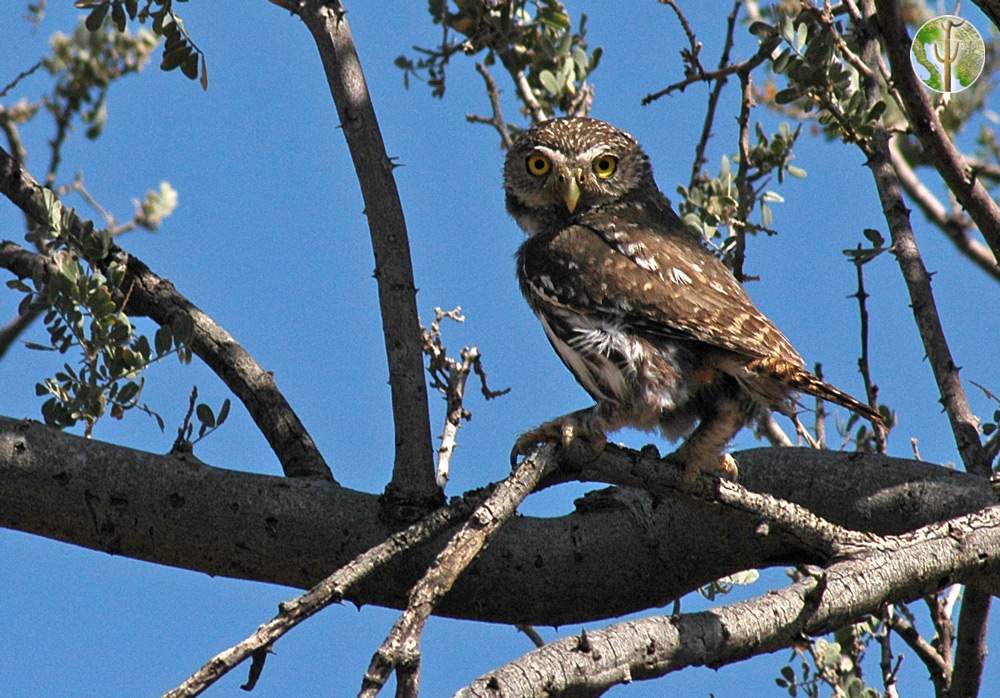 Cactus ferruginous pygmy-owl, Glaucidium brasilianum cactorum Cactus ferruginous pygmy-owl, Glaucidium brasilianum cactorum