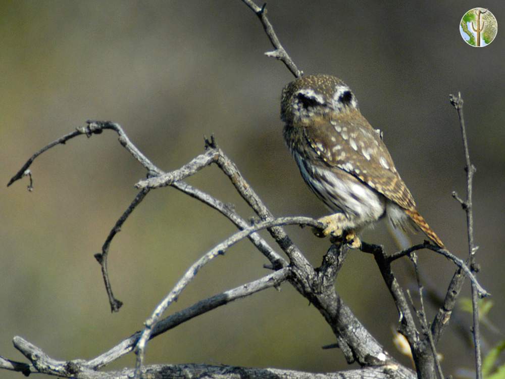 Cactus ferruginous pygmy-owl eye spots on back of head Cactus ferruginous pygmy-owl eye spots on back of head