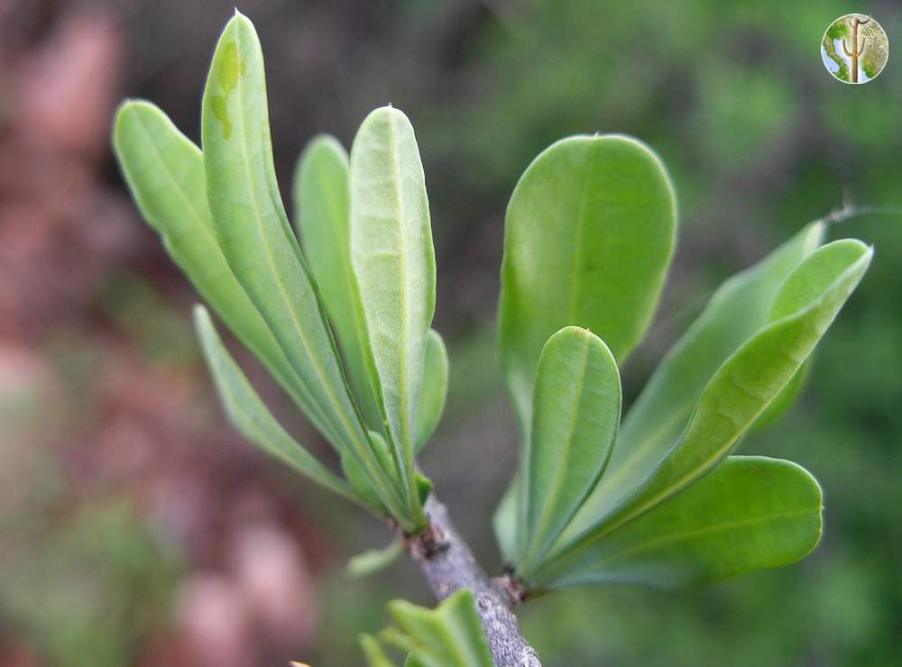 Phaulothamnus spinescens leaves